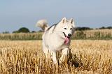 SIBERIAN HUSKY 038